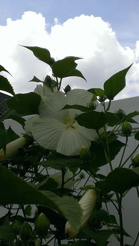 white perennial hibiscus with flowers and beautiful sky backdrop. Probably the Blue River II hybrid cultivar Hibiscus moscheutos