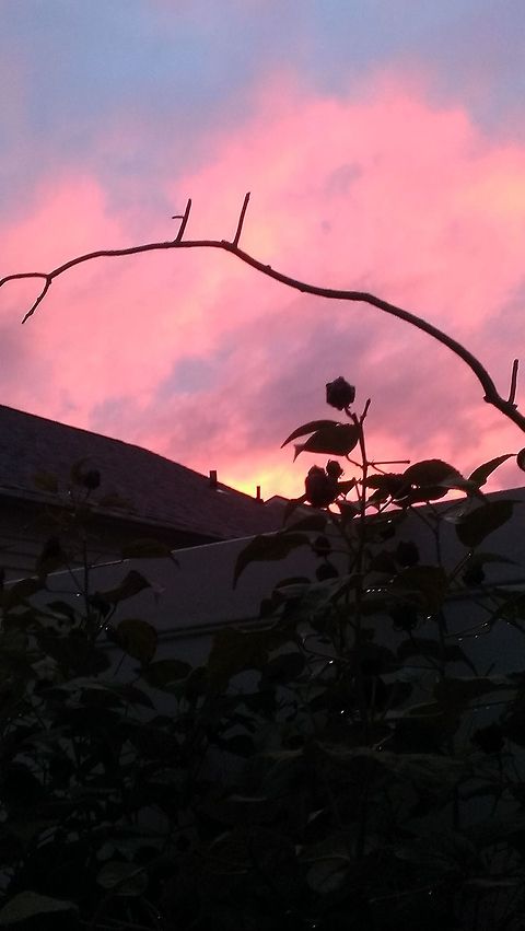 haunting sky Probably the Blue River II hybrid cultivar Hibiscus moscheutos