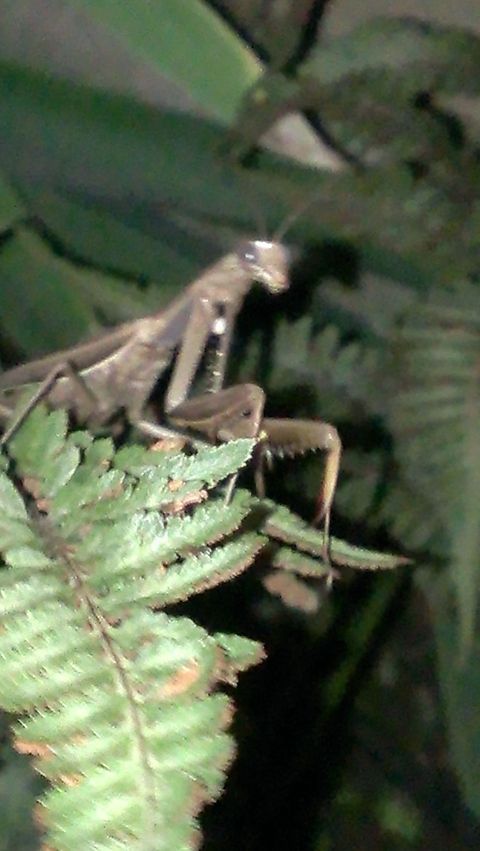 0h, hello there praying mantis that startled me in my yard last year, jumped right on me. Chinese Mantis,Tenodera aridifolia,praying mantis