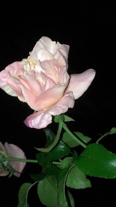 midnight rose picture of my roses with a midnight sky background