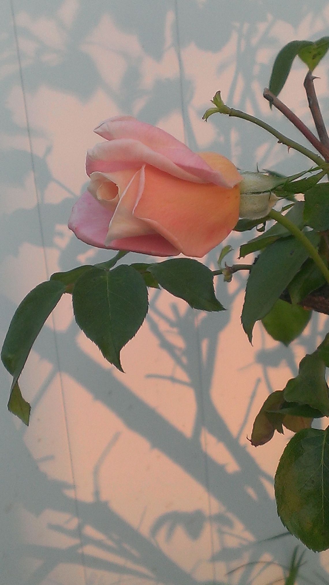 shadow rose caught this beauty one morning. Love the shadow effect.