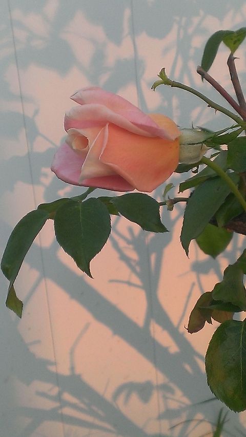 shadow rose caught this beauty one morning. Love the shadow effect.