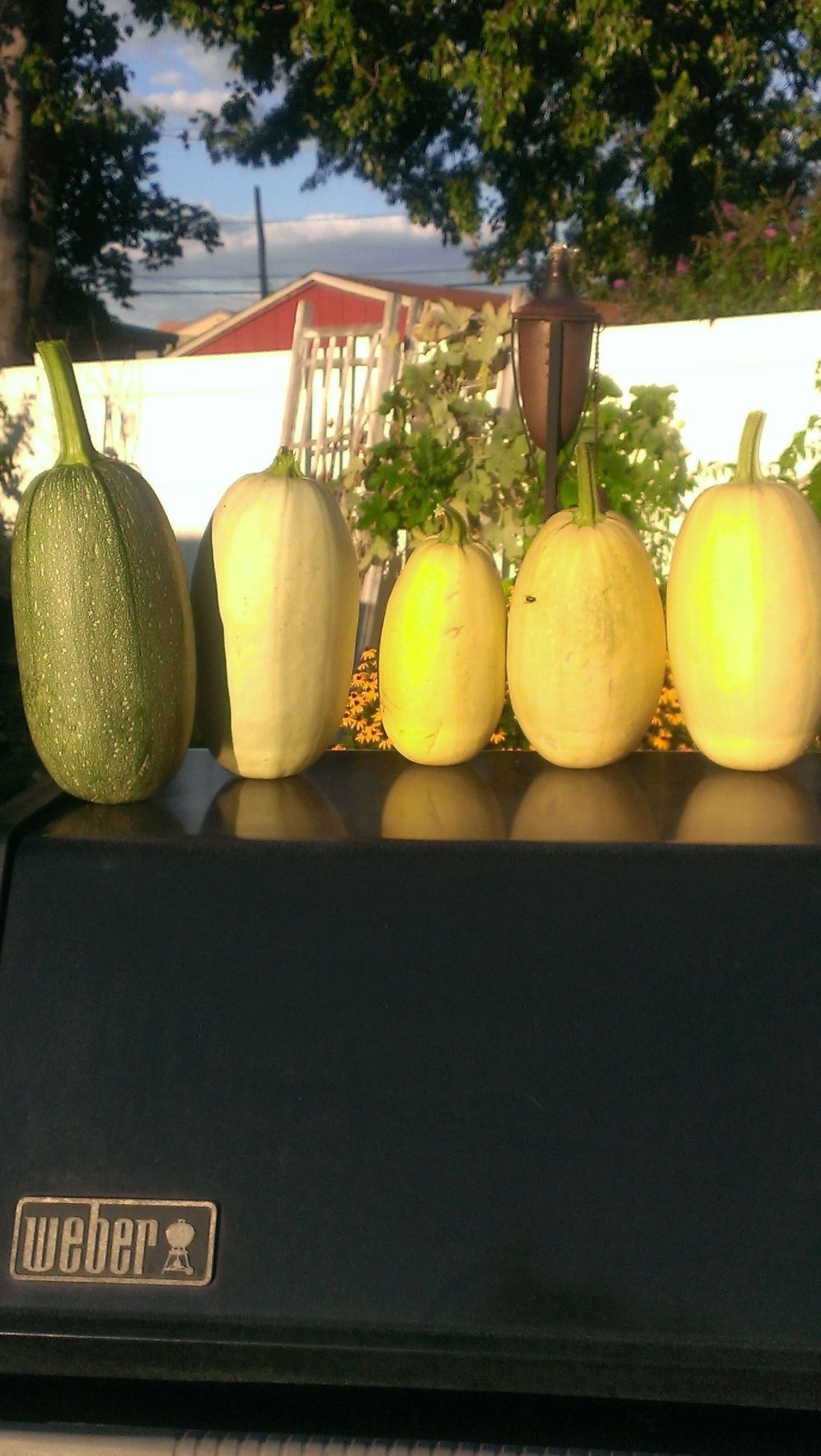 All lined up One of my harvests last season... Cucurbita pepo,green cushaw