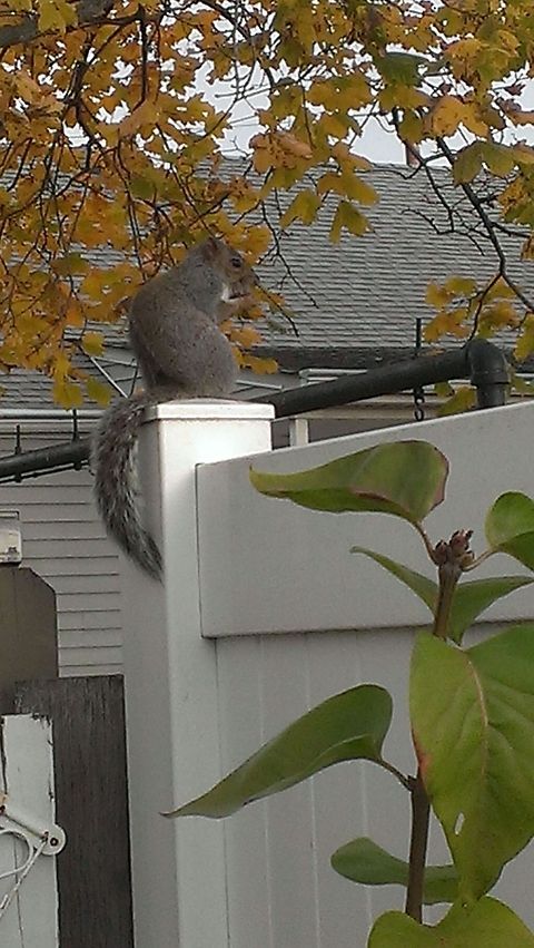 eastern gray squirrel  Eastern gray squirrel,Sciurus carolinensis