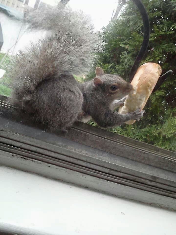oh hey there, just stopping by for a nibble we hung a stale bagel from a Shepherd&#039;s hook and waited to see what happened &amp; who would show up. Eastern gray squirrel,Eastern grey squirrel,Sciurus carolinensis