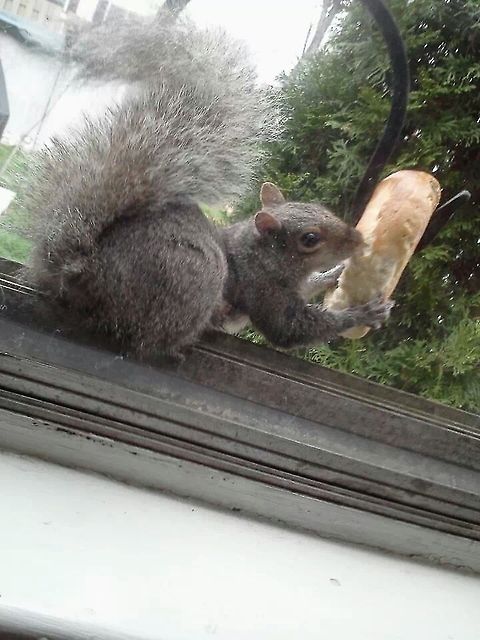oh hey there, just stopping by for a nibble we hung a stale bagel from a Shepherd's hook and waited to see what happened & who would show up. Eastern gray squirrel,Eastern grey squirrel,Sciurus carolinensis