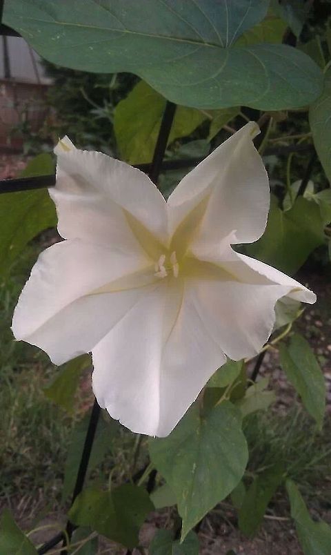 moonflower  Ipomoea alba