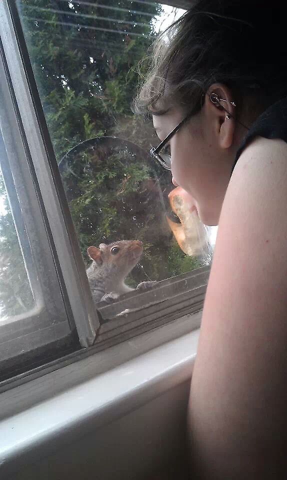 up close  Eastern gray squirrel,Sciurus carolinensis