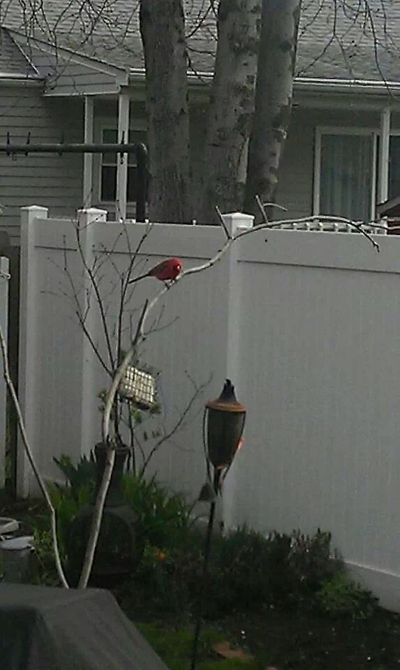 Cardinal  Cardinalis cardinalis,Northern Cardinal