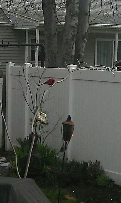 Cardinal  Cardinalis cardinalis,Northern Cardinal