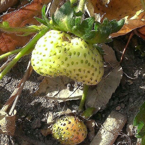 strawberries  Fragaria  &times; ananassa,Garden strawberry
