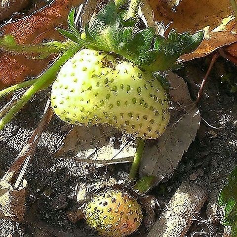 strawberries  Fragaria  × ananassa,Garden strawberry