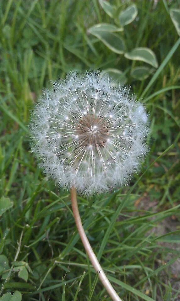 make a wish  Common dandelion,Taraxacum officinale