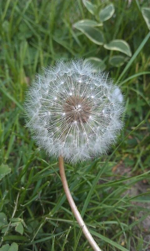 make a wish  Common dandelion,Taraxacum officinale