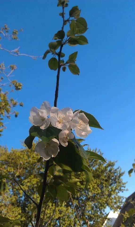 first blossoms of the season Sargent Crabapple is a natural dwarf with horizontal spreading branches. These are laden with beautiful white flowers in the spring, and bright red fruits that persist long into the winter months.