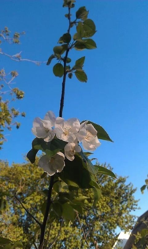 first blossoms of the season Sargent Crabapple is a natural dwarf with horizontal spreading branches. These are laden with beautiful white flowers in the spring, and bright red fruits that persist long into the winter months.