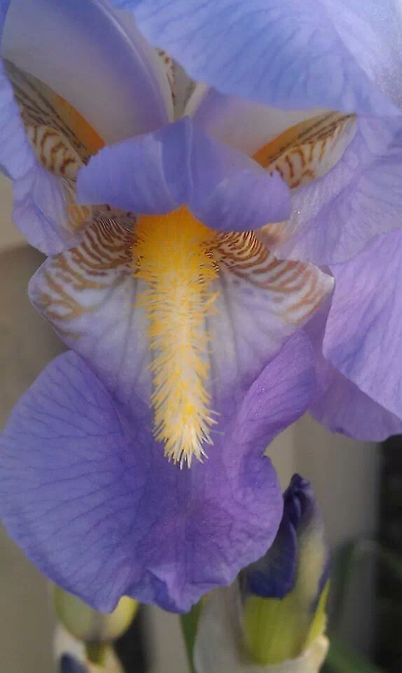 iris purple  Iris versicolor