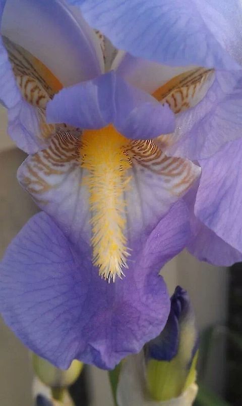 iris purple  Iris versicolor