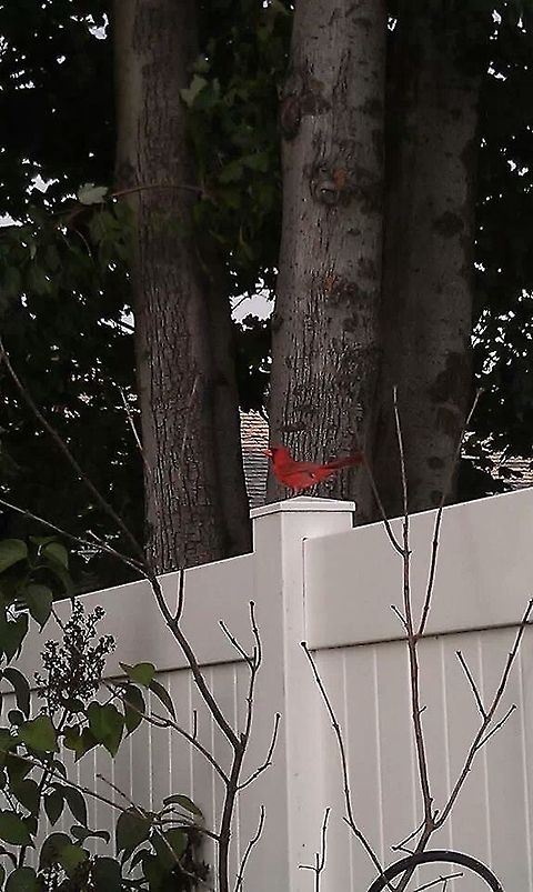 Cardinal northern  Cardinalis cardinalis,Northern Cardinal