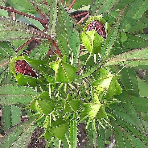 red perennial hibiscus  Hibiscus,Hibiscus coccineus,Scarlet rosemallow
