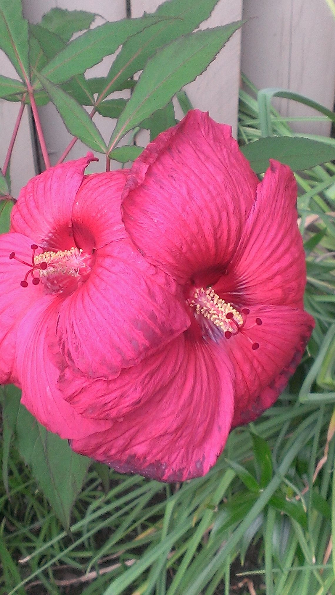 red perennial hibiscus  Hibiscus,Hibiscus coccineus,Scarlet rosemallow