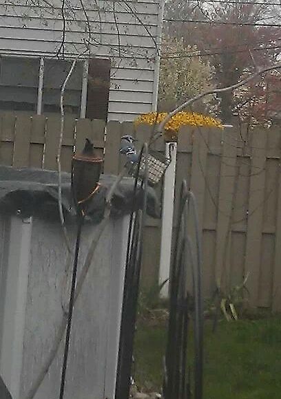 Blue Jay  Blue Jay,Cyanocitta cristata