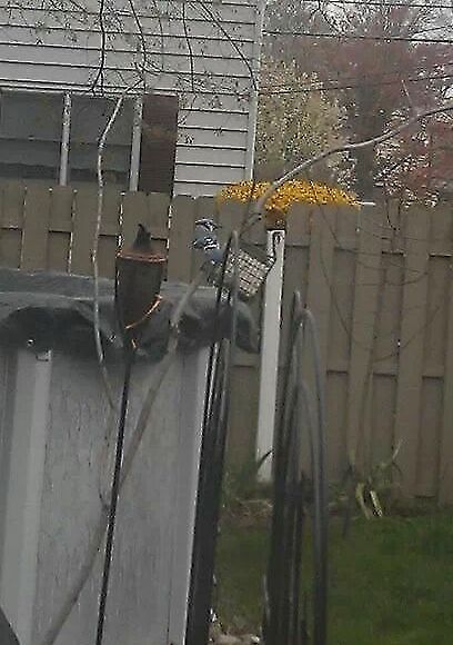 Blue Jay  Blue Jay,Cyanocitta cristata