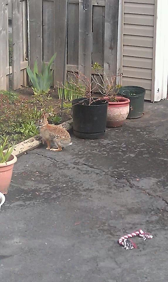 just hopping by once again not a great photo,but still wanted to share. Eastern cottontail,Sylvilagus floridanus