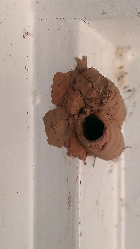 home sweet home  Black and yellow mud dauber,Hymenoptera,Sceliphron caementarium,sphex
