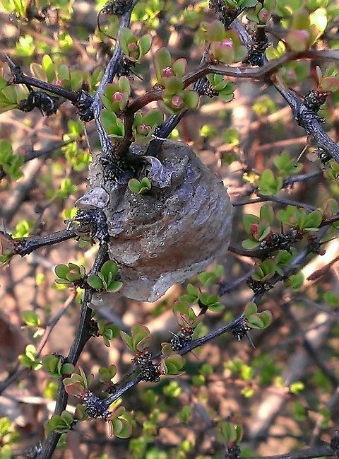 nest in the bushes  Bald-faced hornet,Dolichovespula maculata