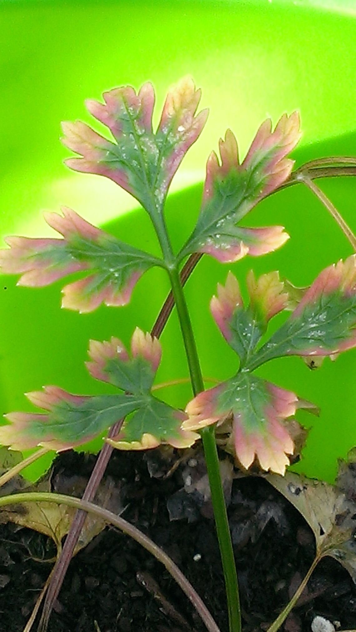 common garden parsley  Parsley,Petroselinum crispum