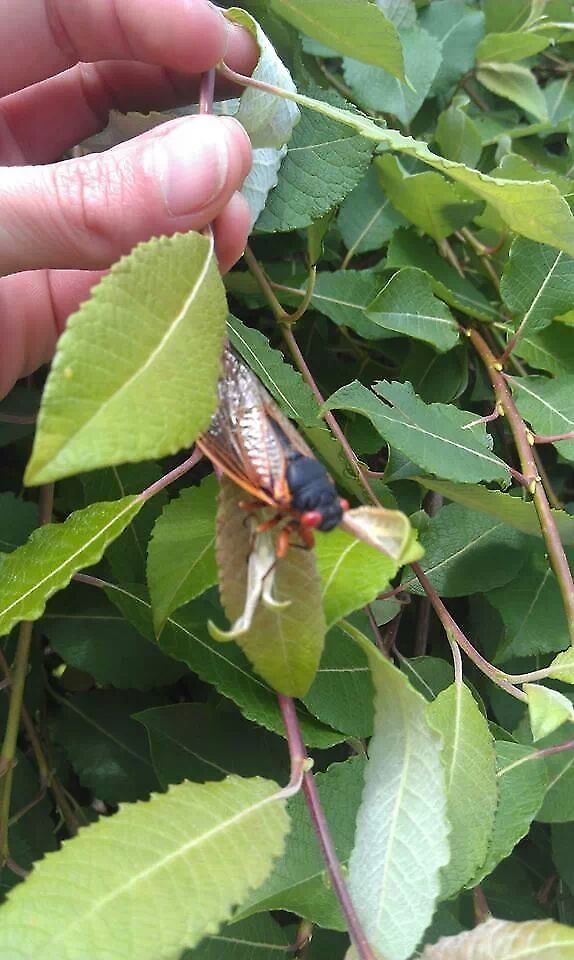 cicada Magicicada tredecassini Alexander and Moore 1962<br />
<br />
Usually smaller than M. tredecim. No orange coloration in front of the wing insertion behind the eye. Abdomen entirely black except in some locations where individuals may have weak ventral yellow-orange marks; if present, these tend to be faded and rarely form complete stripes. Sometimes such individuals may be difficult to distinguish from M. tredecula if the calling song is not available. Calling song phrases consist of a series of ticks followed by a shrill buzz. Males of M. tredecassini and its close 17-year relative M. cassini sometimes synchronize their calls and flights all at once, a display that has been likened to a &quot;giant game of musical chairs&quot;. Scale is 1 cm long.<br />
<br />
Magicicada tredecassini songs are extremely similar to those of M. cassini.<br />
<br />
Magicicada tredecassini calling song Magicicada tredecassini