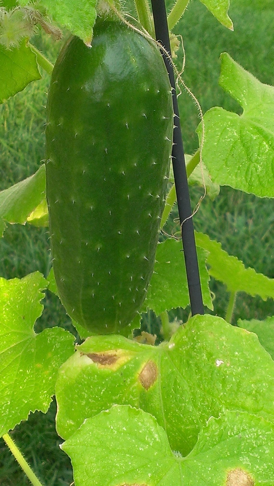 Garden cukes  Cucumber,Cucumis sativus