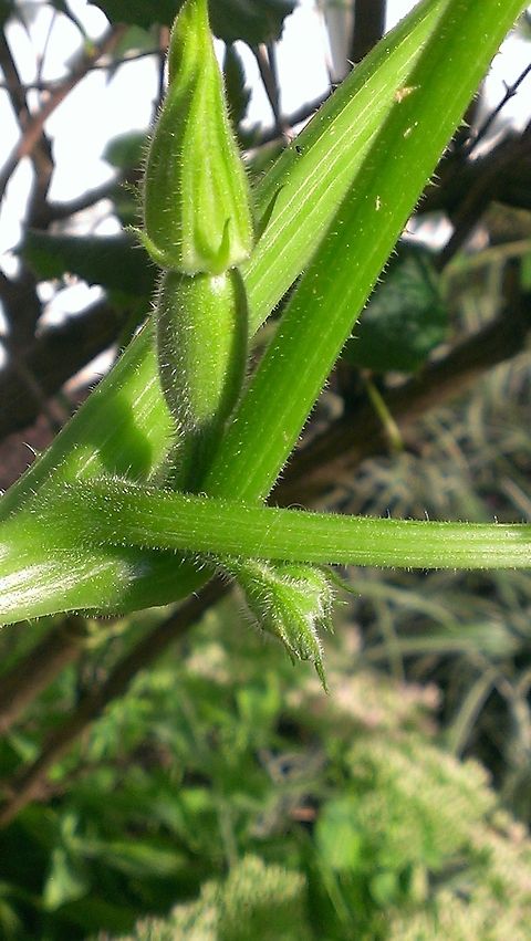 spaghetti squash bud  Cucurbita pepo