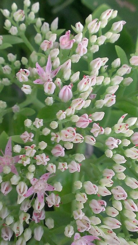 sedum flowers  Hylotelephium spectabile,showy stonecrop