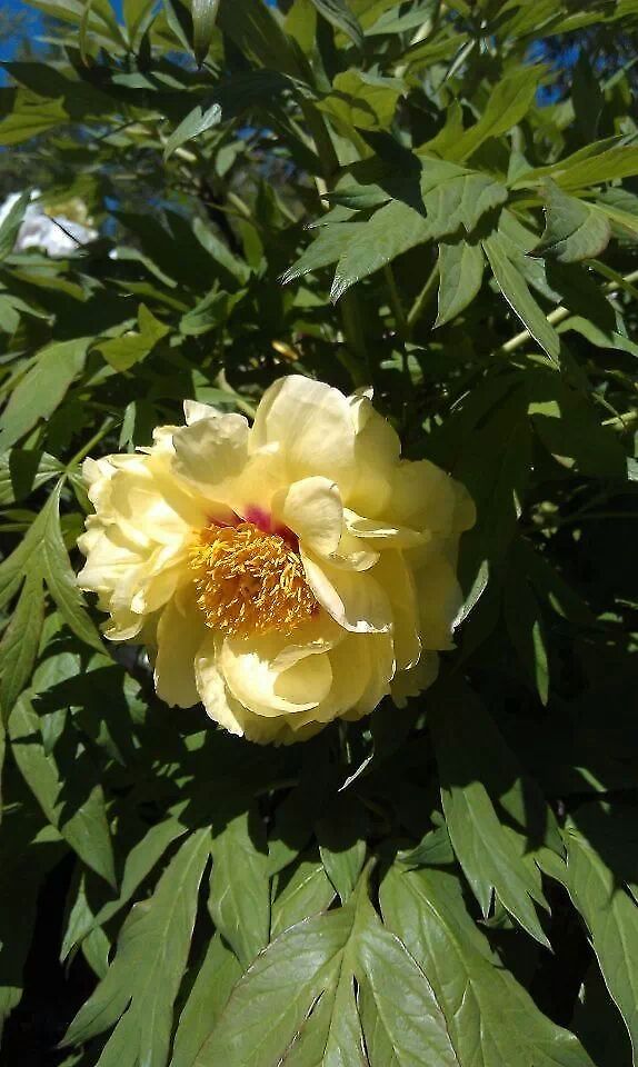 yellow peony at Brooklyn Botanic Gardens Intersectional Peony<br />
<br />
Intersectional Peonies are hybrids; they are derived from a cross between a white Herbaceous Peony (Paeonia lactiflora &#039;Kakoden&#039;) and a yellow hybrid Tree Peony (Paeonia x lemoinei) carried out in 1948 by Mr. Toichi Itoh. For this reason, they are also known as Itoh hybrids or Itoh peonies.<br />
Intersectionals are valued because they are available in colours that traditional peonies can&#039;t produce &mdash; in particular, more intense shades of yellow, peach, and coral.&nbsp; These plants have the lovely leaf form of the tree peonies, but die to the ground in the winter like herbaceous peonies. The plants are strong and healthy with a nice rounded bush form, but are generally shorter than most bush peonies.&nbsp; Since they are recent introductions and are still in short supply, they are usually quite expensive.<br />
<br />
Examples of some intersectional peony varieties are: Bartzella, Border Charm, Cora Louise, First Arrival, Garden Treasure, Hillary, Julia Rose, Sequestered Sunshine. bartzella,intersectional/itoh hybrid,peony