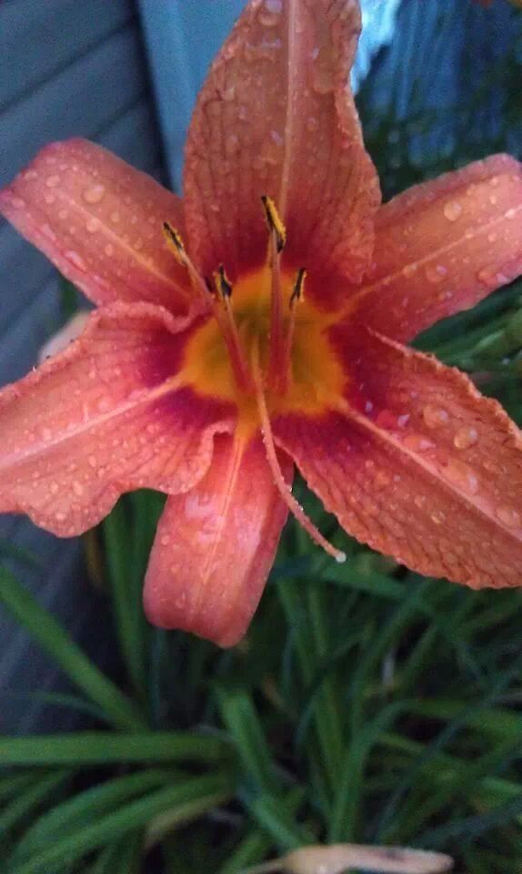 after the rain Orange daylily is native to Asia from the Caucasus east through the Himalaya to China, Japan, and Korea.[1][3][2][4] Orange daylily persists where planted, making them a very good garden plant.<br />
<br />
Hemerocallis fulva var. fulva has escaped from cultivation across much of the United States and parts of Canada and has become a weedy or invasive species.[5] It persists also where dumped and spreads more or less rapidly by vegetative increase into woods and fields and along roadsides and ditches, hence the common name Ditch Lily. It forms dense stands that exclude native vegetation, and is often so common that it is mistaken for a native species. Hemerocallis fulva