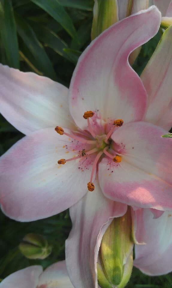 Asiatic Lily with little unidentified friend in center Lilium (members of which are true lilies) is a genus of herbaceous flowering plants growing from bulbs, all with large prominent flowers. Lilies are a group of flowering plants which are important in culture and literature in much of the world. Most species are native to the temperate northern hemisphere, though their range extends into the northern subtropics. Many other plants have &quot;lily&quot; in their common name but are not related to true lilies. Lilium bulbiferum