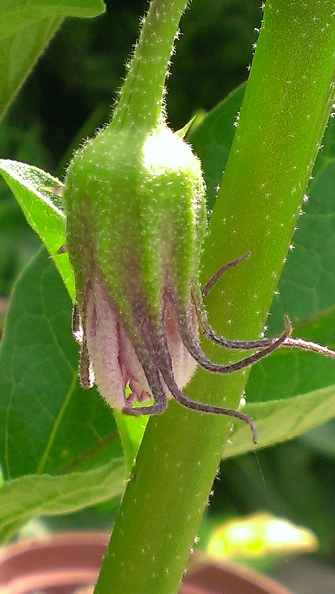 eggplant flower  Eggplant,Solanum melongena