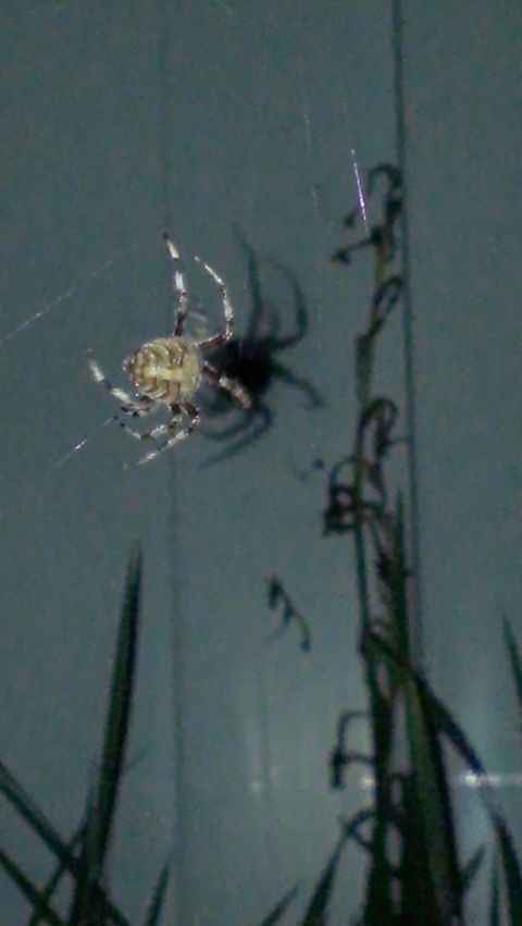 Just hanging around  Neoscona crucifera,Spider,orbweaver spider