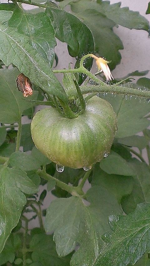 after the rain Black Krim Tomato is one of the oldest and most popular heirloom varieties of black tomatoes.Beautiful, dark purple-black fruits have rich, old-fashioned flavor with a hint of smokiness. Solanum lycopersicum,Tomato