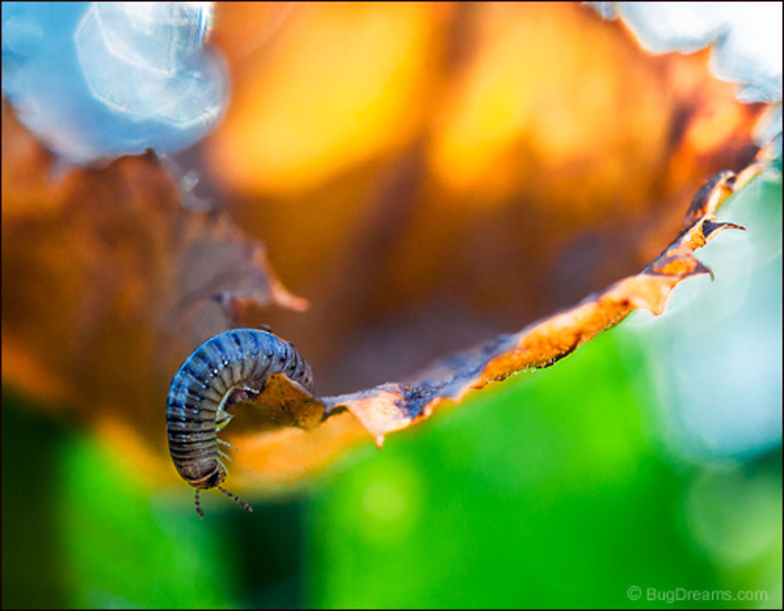 Sleeping Memories | Millipede A millipede punches a complicated path<br />
through tangled leaves, stitching together<br />
sleeping memories.<br />
<br />
Wild Light Post: <a href="http://www.bugdreams.com/archives/sleeping/" rel="nofollow">http://www.bugdreams.com/archives/sleeping/</a> arthropod,biodiversity,detritivore,invertebrate,legs,millipede,nature,wildlife