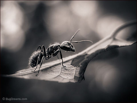 Lost in Vegas - Camponotus pennsylvanicus Lost in the Vegas of the garden, she wanders
 through neon lights and deep shadows,
 ready to defend gravity.

Wild Light Post: http://www.bugdreams.com/archives/lost-in-vegas/ Black carpenter ant,Camponotus pennsylvanicus,Eastern black carpenter ant,Formicidae,ant,biodiversity,carpenter ant,insect,invertebrate,leaf,nature,plant,wild