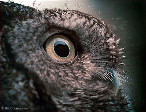Midnight Shadows | Otus asio Sleep broken by rumors of small ghosts,
 a Screech Owl wakes, moving lightly
 through midnight shadows.

Wild Light Post: http://www.bugdreams.com/archives/midnight-shadows/
 Eastern Screech Owl,Megascops asio,Otus asio,Screech Owl,birds,flight,owl,predator,raptor,wild,wildlife,wings