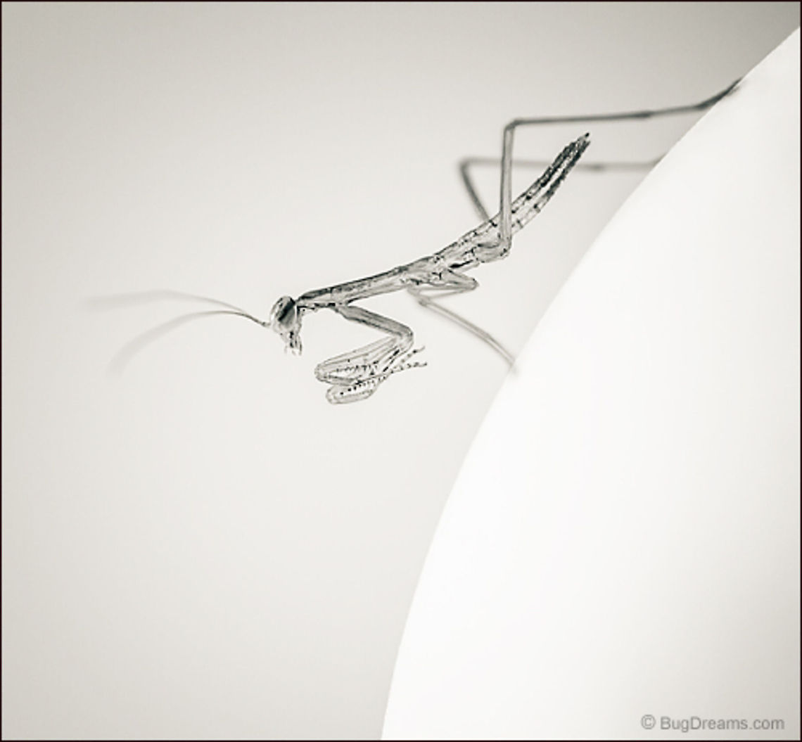 Gamboling Beasts | Tenodera aridifolia sinensis A day old siren invents a new world where gamboling beasts devour each another, a playground on the head of a pin.<br />
<br />
Wild Light Post: <a href="http://www.bugdreams.com/archives/gamboling-beasts/" rel="nofollow">http://www.bugdreams.com/archives/gamboling-beasts/</a> Chinese Mantis,Dictyoptera,Mantidae,Tenodera aridifolia sinensis,Tenodera sinensis,entomology,garden,insect,invertebrate,mantid,mantis,nature,nymph,praying mantis