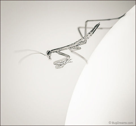 Gamboling Beasts | Tenodera aridifolia sinensis A day old siren invents a new world where gamboling beasts devour each another, a playground on the head of a pin.

Wild Light Post: http://www.bugdreams.com/archives/gamboling-beasts/ Chinese Mantis,Dictyoptera,Mantidae,Tenodera aridifolia sinensis,Tenodera sinensis,entomology,garden,insect,invertebrate,mantid,mantis,nature,nymph,praying mantis