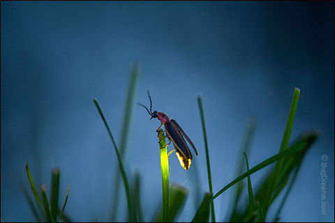 Tomfoolery | Photinus pyralis Watching a daring suitor's aerial maneuvers,
 a firefly anticipates tomfoolery in the afterglow.

Wild Light Post: http://www.bugdreams.com/archives/tomfoolery/
 Photinus pyralis,Photinus pyralis Blow,beetle,big dipper,biodiversity,bioluminescence,common eastern firefly,dusk,eastern firefly,energy,evening,field,firefly,glow,glowworm,grass,insect,invertebrate,lampyridae,lawn