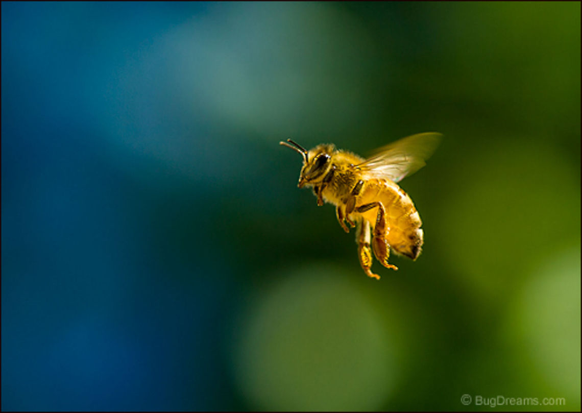 Dream of Fire | Apis mellifera Conscious for half the day, a Honey bee<br />
disappears in an unfinished dream of fire.<br />
<br />
Wild Light Post: <a href="http://www.bugdreams.com/archives/dream-of-fire/" rel="nofollow">http://www.bugdreams.com/archives/dream-of-fire/</a> Apis mellifera,Apis mellifera ligustica,European honey bee,Italian honey bee,Western honey bee,apis,bee,beekeeping,entomology,flight,flower,garden,hive,honey,honey bee,honeybee,insect,invertebrate,pollinate,sun