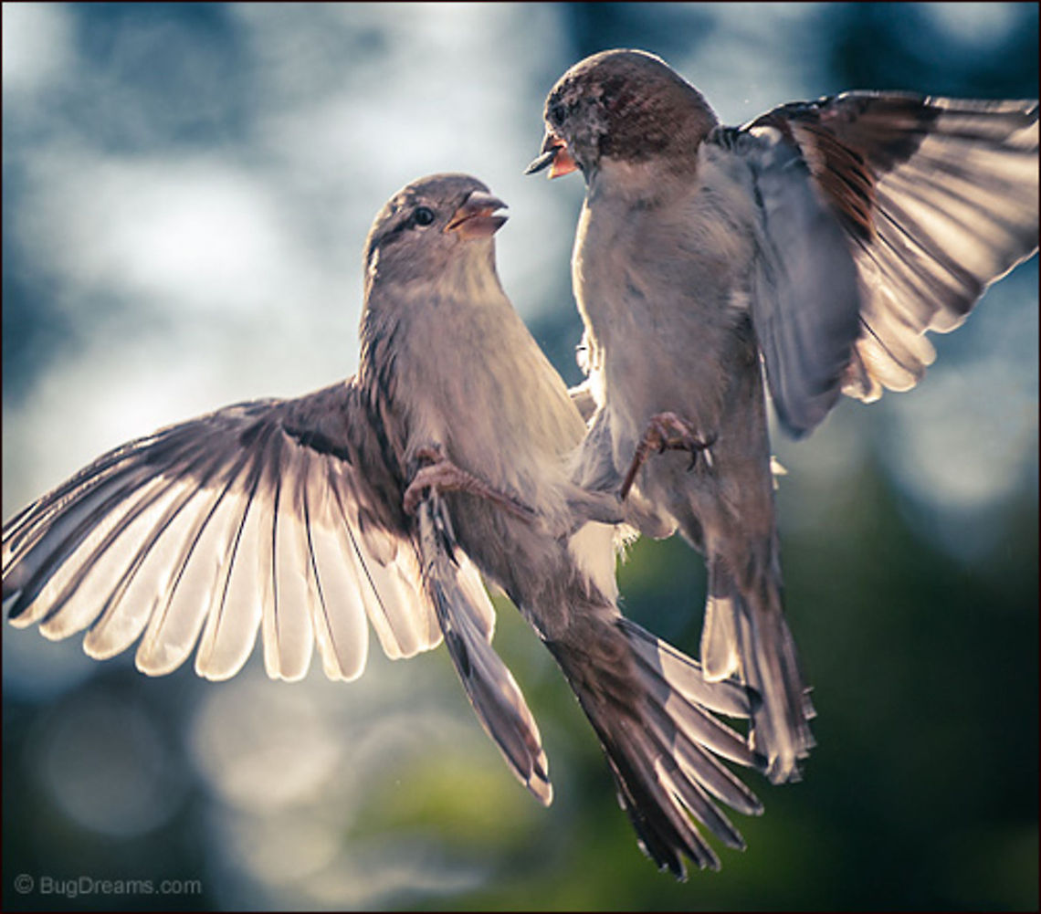 Too Close to the Sun | Passer domesticus Too close to the sun, emotions on fire:<br />
"You can't leave 'til I'm ready to let you go".<br />
<br />
Wild Light Post: <a href="http://www.bugdreams.com/archives/close-to-the-sun" rel="nofollow">http://www.bugdreams.com/archives/close-to-the-sun</a> House Sparrow,Passer domesticus,bird,birdwatching,flight,nature,passer domesticus,songbird,sparrow,wild,wildlife,wings