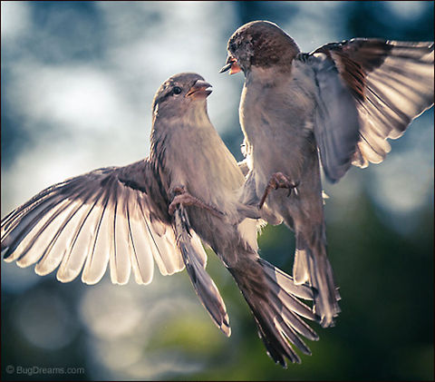 Too Close to the Sun | Passer domesticus Too close to the sun, emotions on fire:
 "You can't leave 'til I'm ready to let you go".

Wild Light Post: http://www.bugdreams.com/archives/close-to-the-sun House Sparrow,Passer domesticus,bird,birdwatching,flight,nature,passer domesticus,songbird,sparrow,wild,wildlife,wings